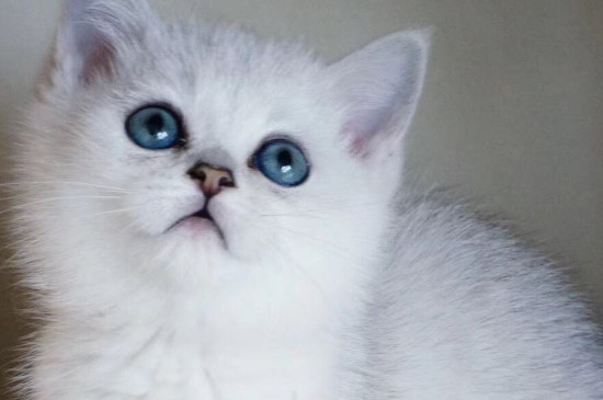 银点猫眼睛变色过程