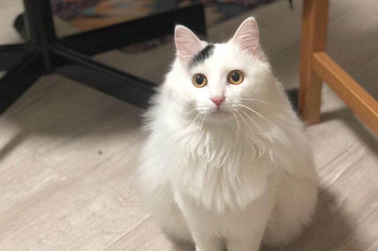 如何防止猫踩粑粑,猫咪踩屎怎么纠正