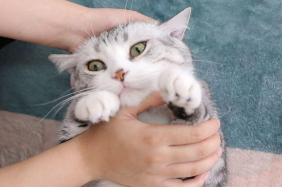 如何防止猫踩粑粑,猫咪踩屎怎么纠正