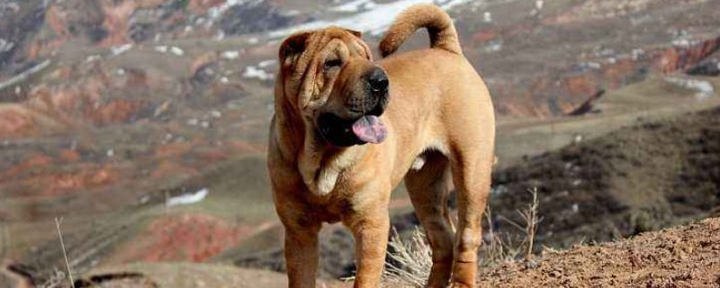 沙皮犬价格多少钱一只，正宗沙皮狗至少需要1500-2000元