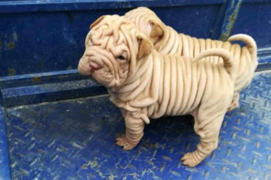 沙皮犬价格多少钱一只，正宗沙皮狗至少需要1500-2000元