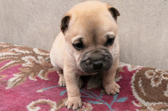 沙皮犬价格多少钱一只，正宗沙皮狗至少需要1500-2000元