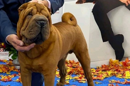 沙皮犬价格多少钱一只，正宗沙皮狗至少需要1500-2000元