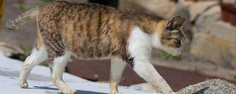 流浪猫有鼠疫吗