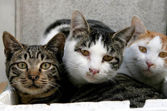 流浪猫有鼠疫吗