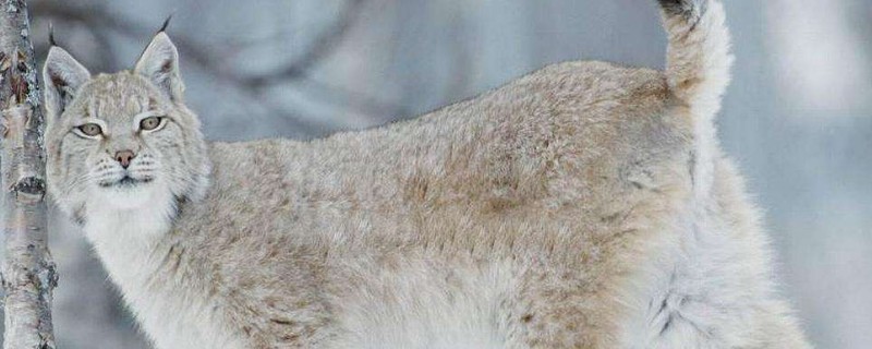 猞猁会保护主人吗