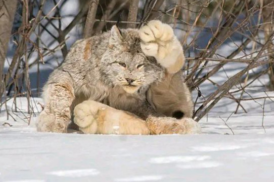 猞猁会保护主人吗