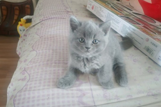 虎斑和蓝猫配生出啥样