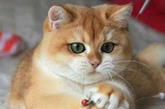 猫嘴唇溃疡能自愈吗