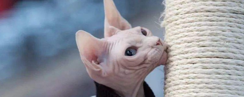 猫咪拉血但是精神很好