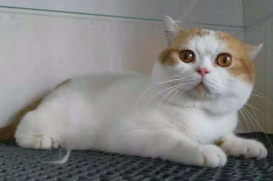 猫咪拉血但是精神很好