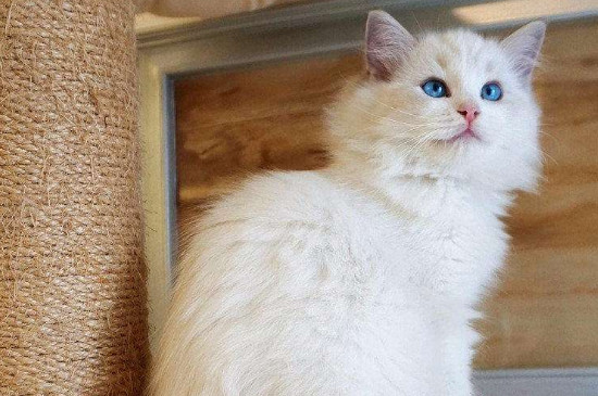 猫咪拉血但是精神很好