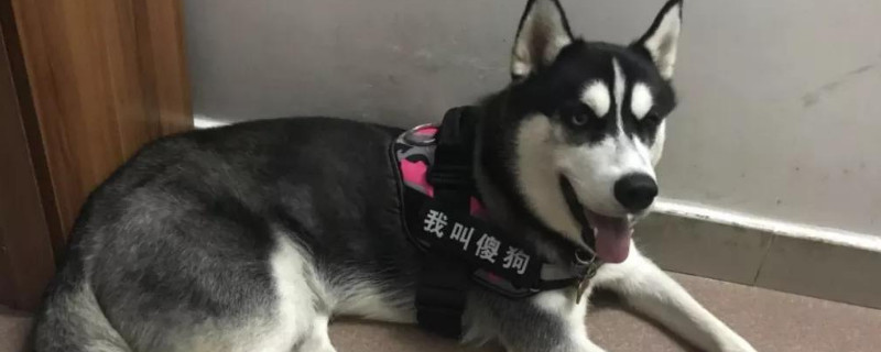 狗狗有时候一抽一抽的