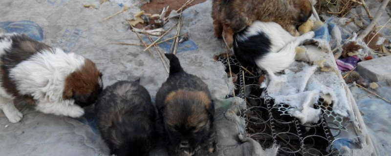 小狗一天吃几顿