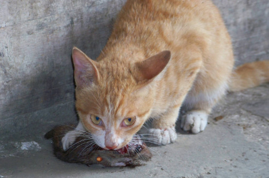 猫为什么吃老鼠