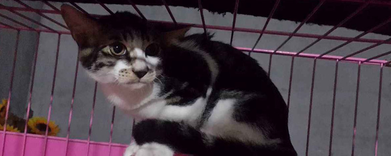 猫疫苗怎么打