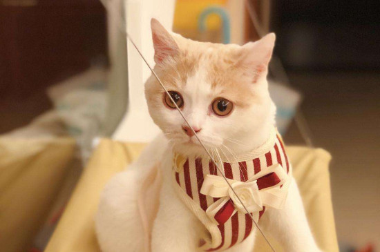 猫可以吃酸奶吗