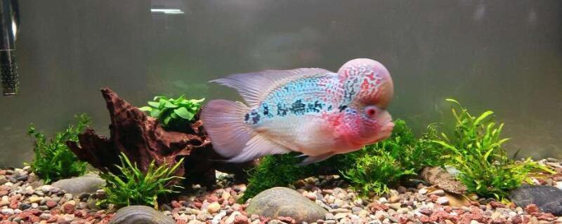 罗汉鱼能长多大