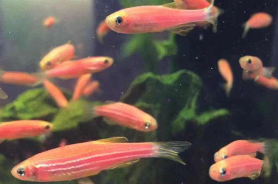 红斑马鱼繁殖前兆