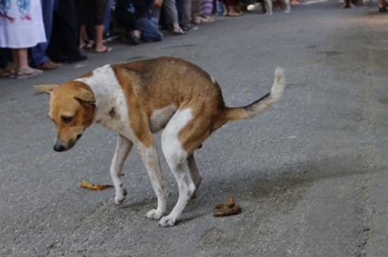 怎样让狗狗在指定地方大小便