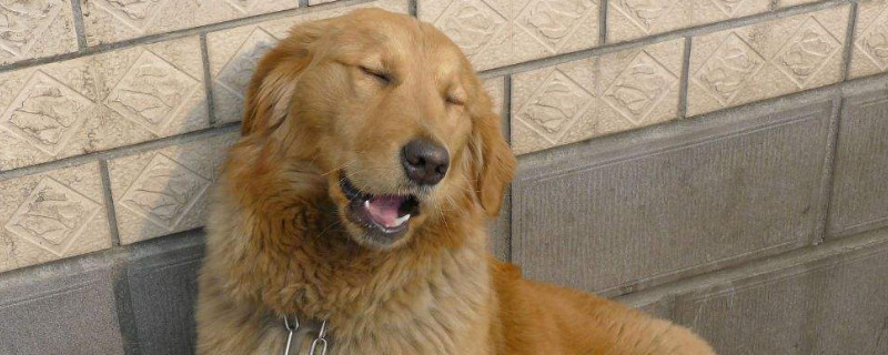 成年金毛一天吃多少kg