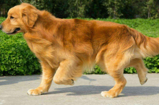 成年金毛一天吃多少kg