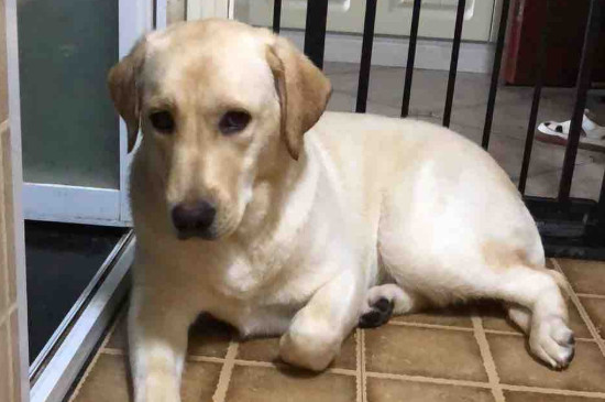 狗能吃牛油果吗