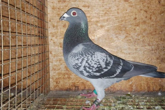 鸽子拉水便是什么原因