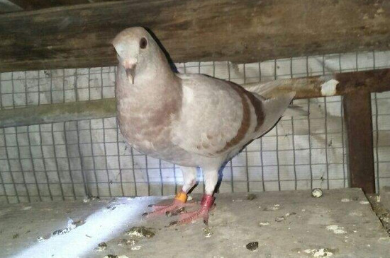 鸽子拉水便是什么原因