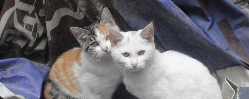 小猫感冒了吃什么药好