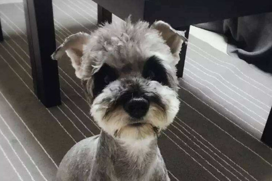 狗狗可以喝蜂蜜水吗