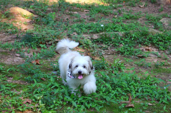 狗狗可以喝蜂蜜水吗