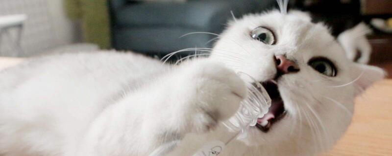 猫为什么喜欢猫薄荷