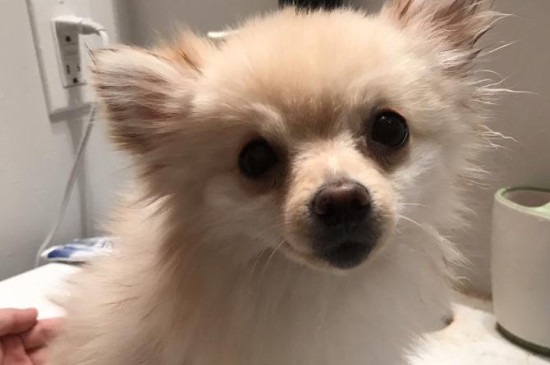 小狗几个月可以洗澡