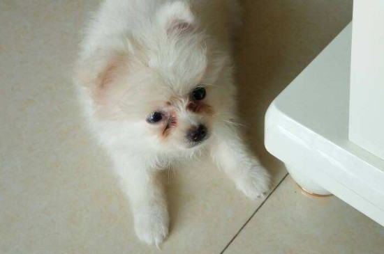 小狗几个月可以洗澡