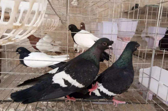 鸽子怎么养殖