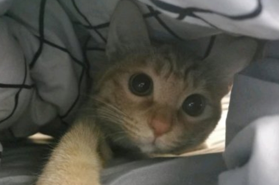 活猫怎么快递