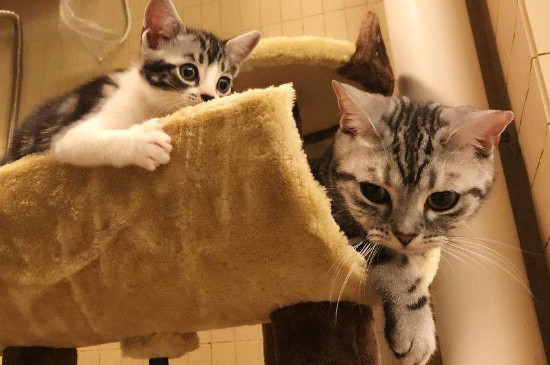 猫咪爬到人身上预示什么