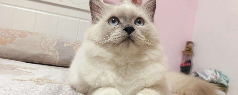 猫驱虫多久一次,猫驱虫的注意事项
