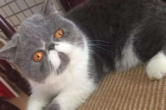 猫驱虫多久一次,猫驱虫的注意事项