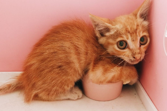 猫驱虫多久一次,猫驱虫的注意事项