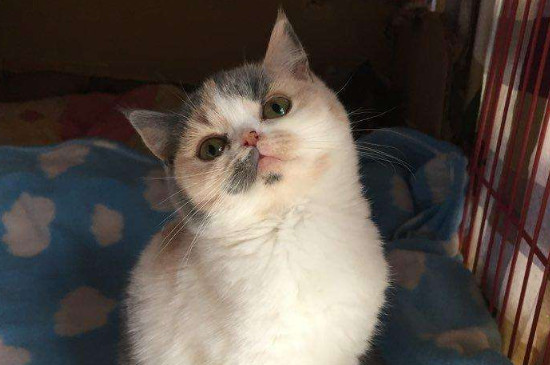 猫多久驱虫一次