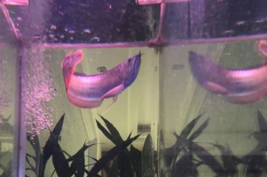 成年龙鱼多少钱一只,龙鱼品种和价格表