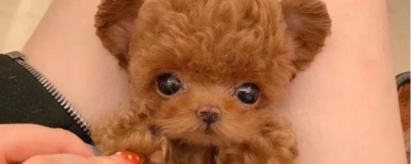 纯种茶杯犬多少钱一只,茶杯犬最低价格大概多少