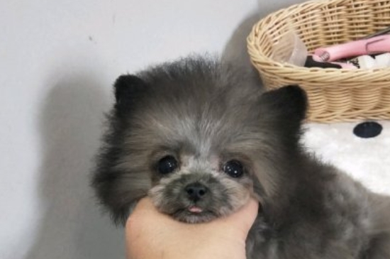 纯种茶杯犬多少钱一只,茶杯犬最低价格大概多少
