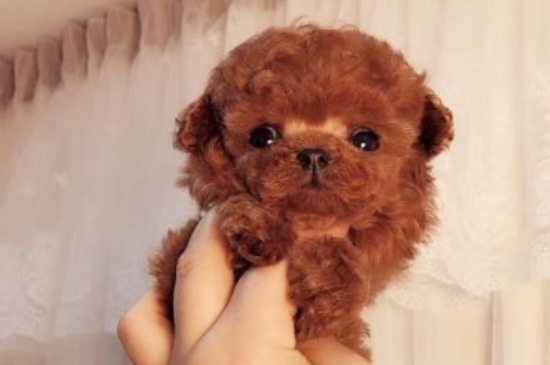 纯种茶杯犬多少钱一只,茶杯犬最低价格大概多少