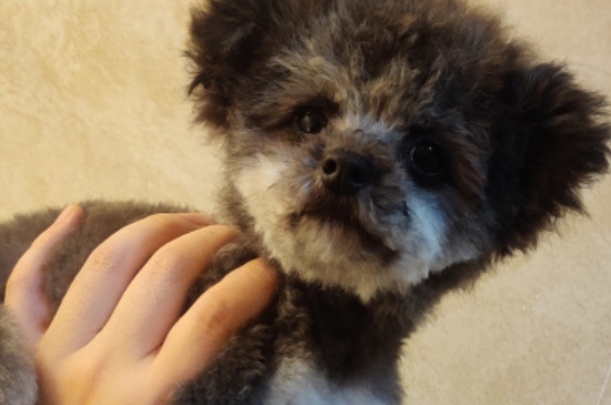 纯种茶杯犬多少钱一只,茶杯犬最低价格大概多少