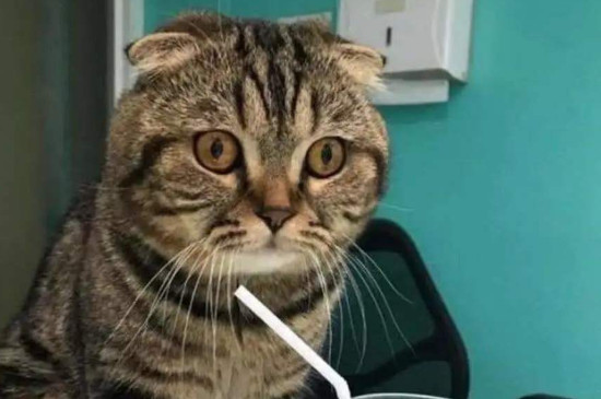 猫咪可以喝牛奶吗