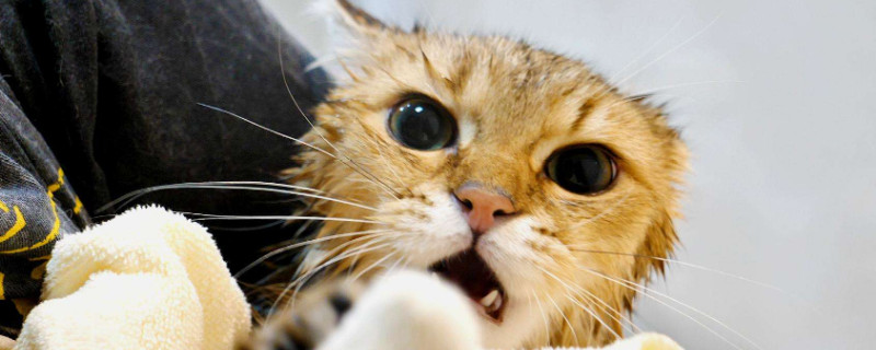 猫洗澡多久一次