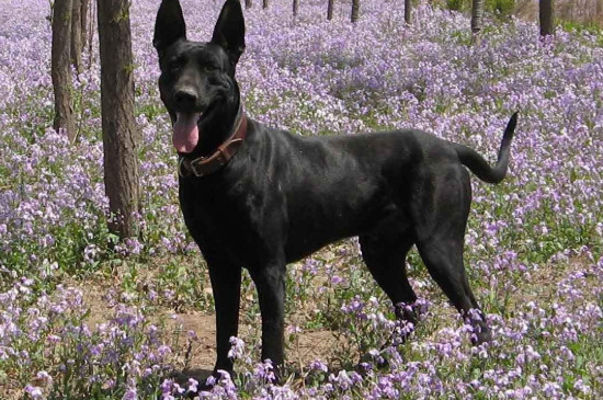 黑狼犬缺点